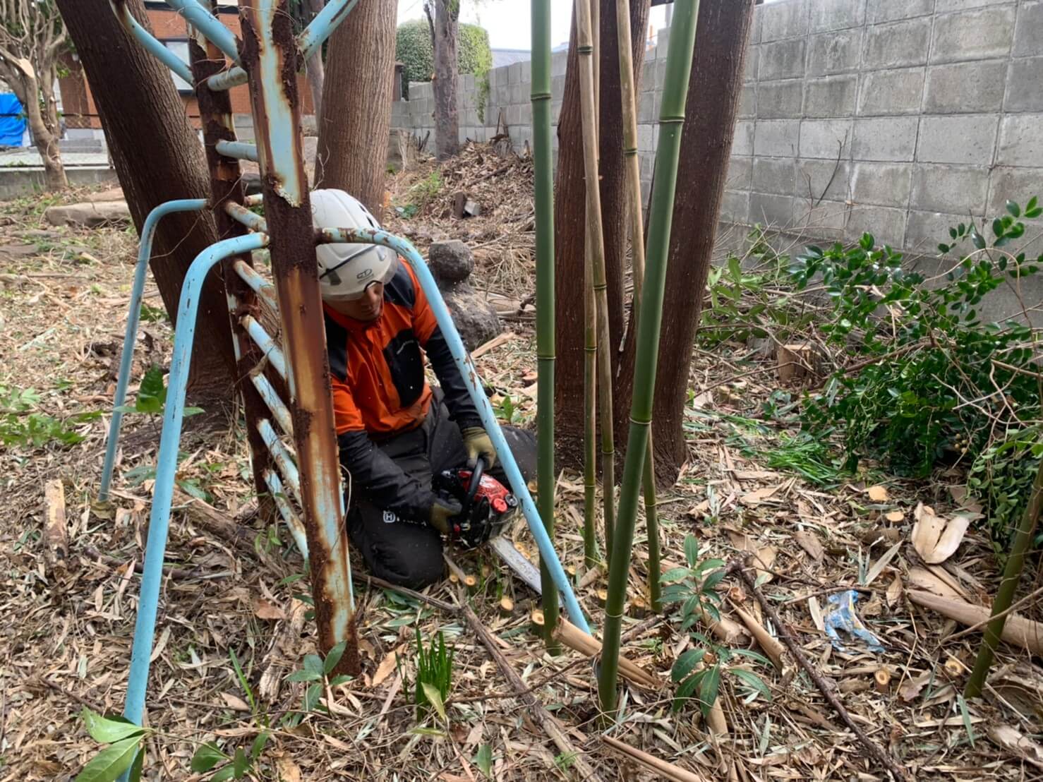 かなり作業が進んだ後の写真になりますが、細い竹が木の周りにびっしりと生えていたのを地際で切り倒していきます